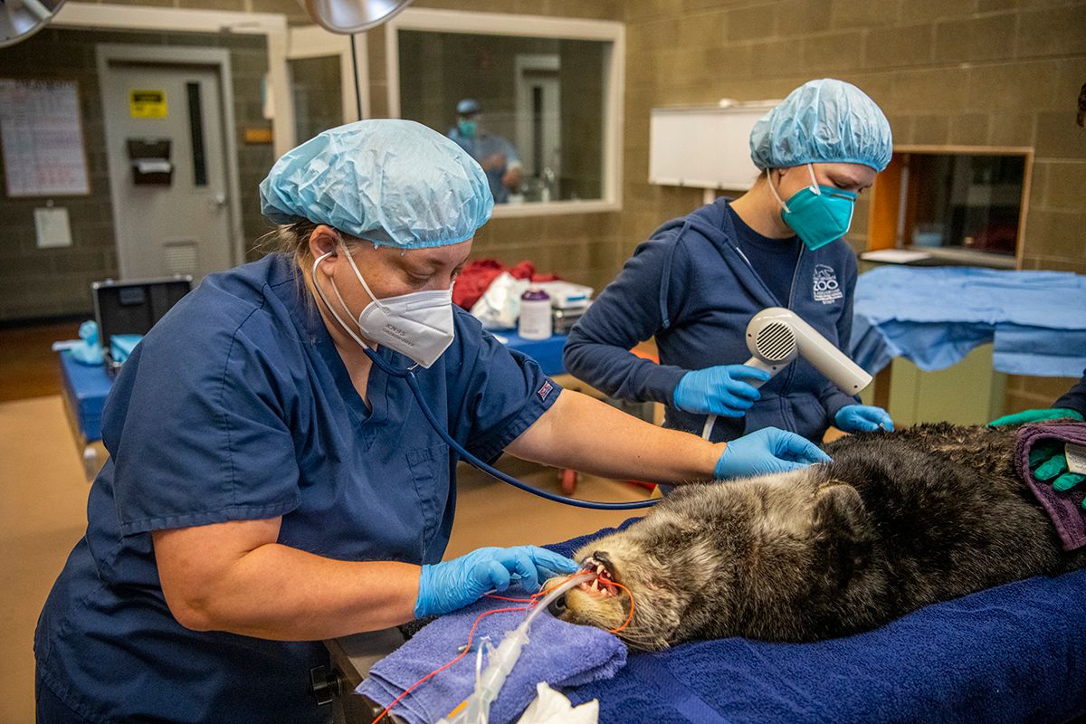 Sister Zoo Vets Northwest Trek