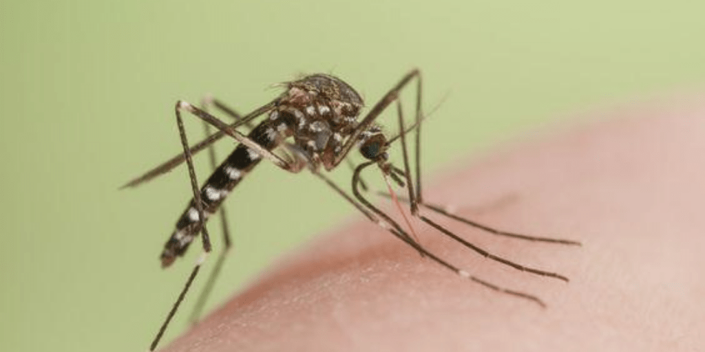How to Get Through Mosquito Season New York Allergy and Sinus Centers