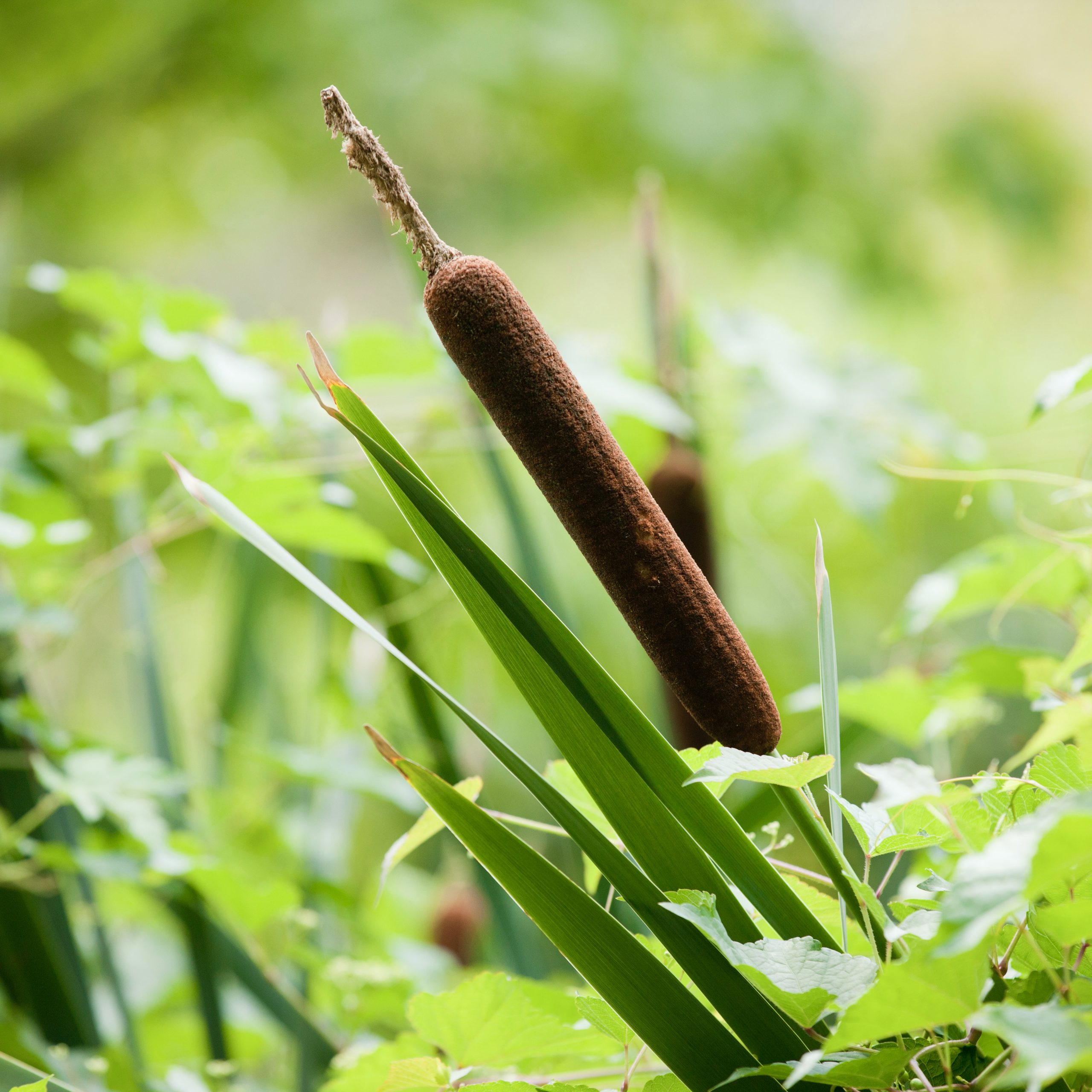 Get to Know Cattails New York Botanical Garden