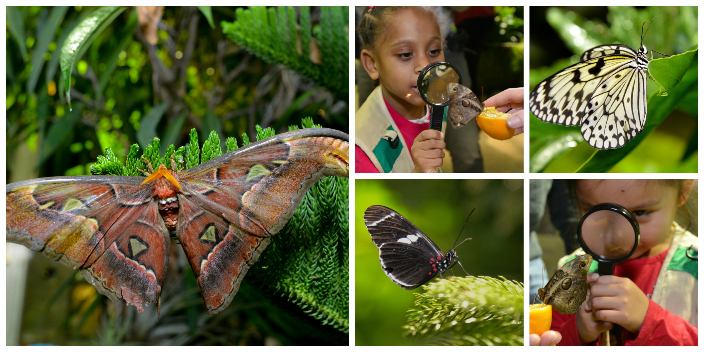 Live Butterflies Return to the American Natural History Museumamnh