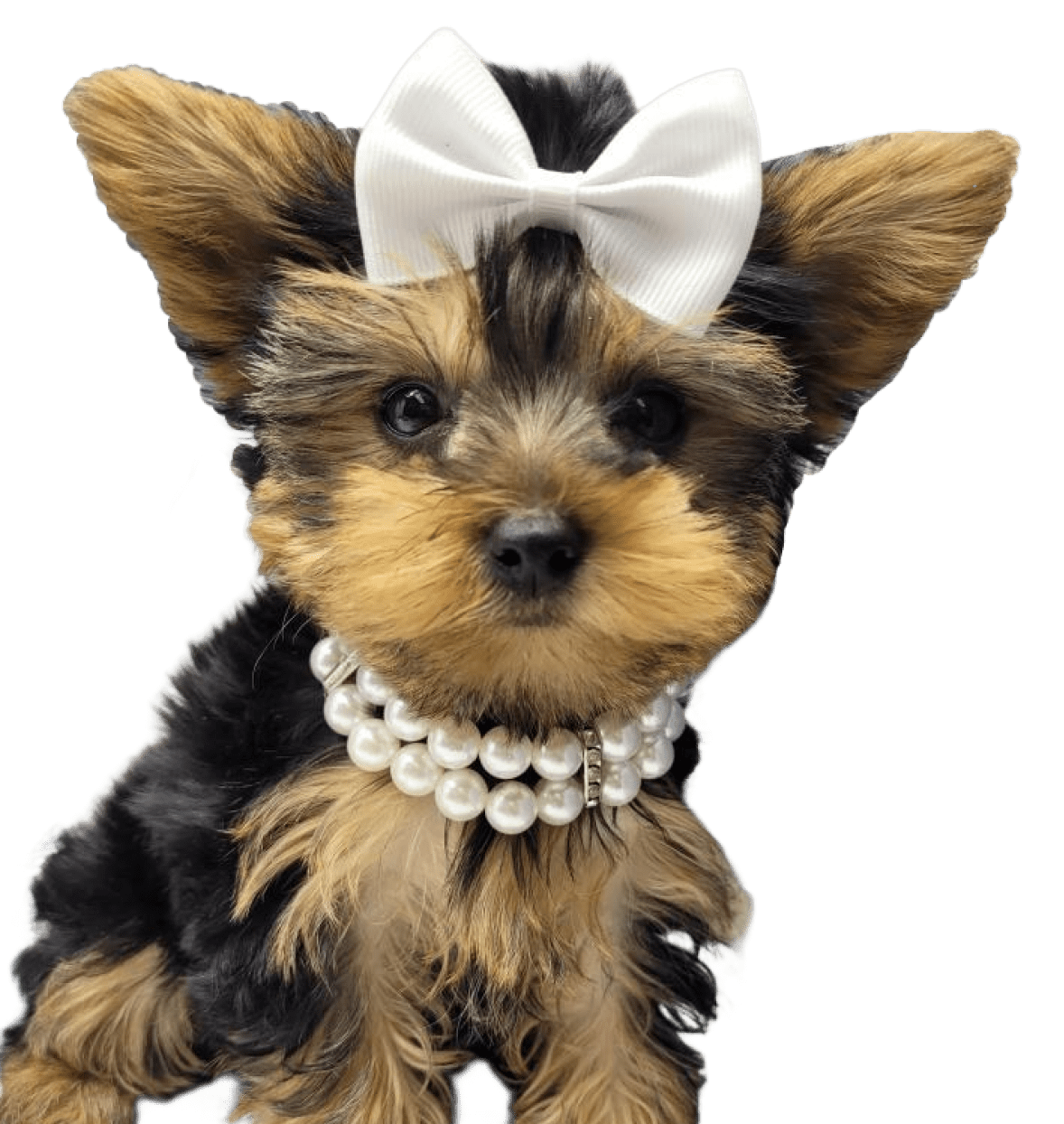 Yorkie Puppies for sale in New York Maxies Babies