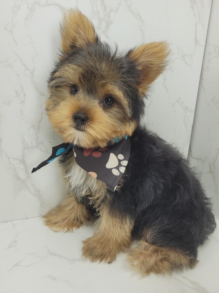 Yorkies for Sale in New Jersey NYC Yorkie