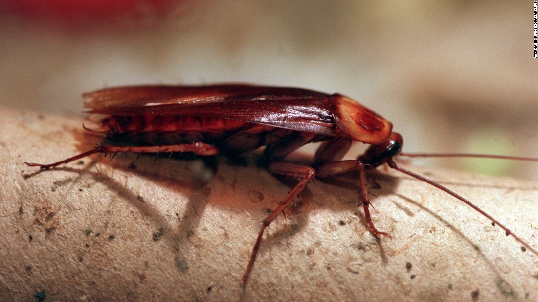Valentine's Day Name A Cockroach After Your Ex And Watch