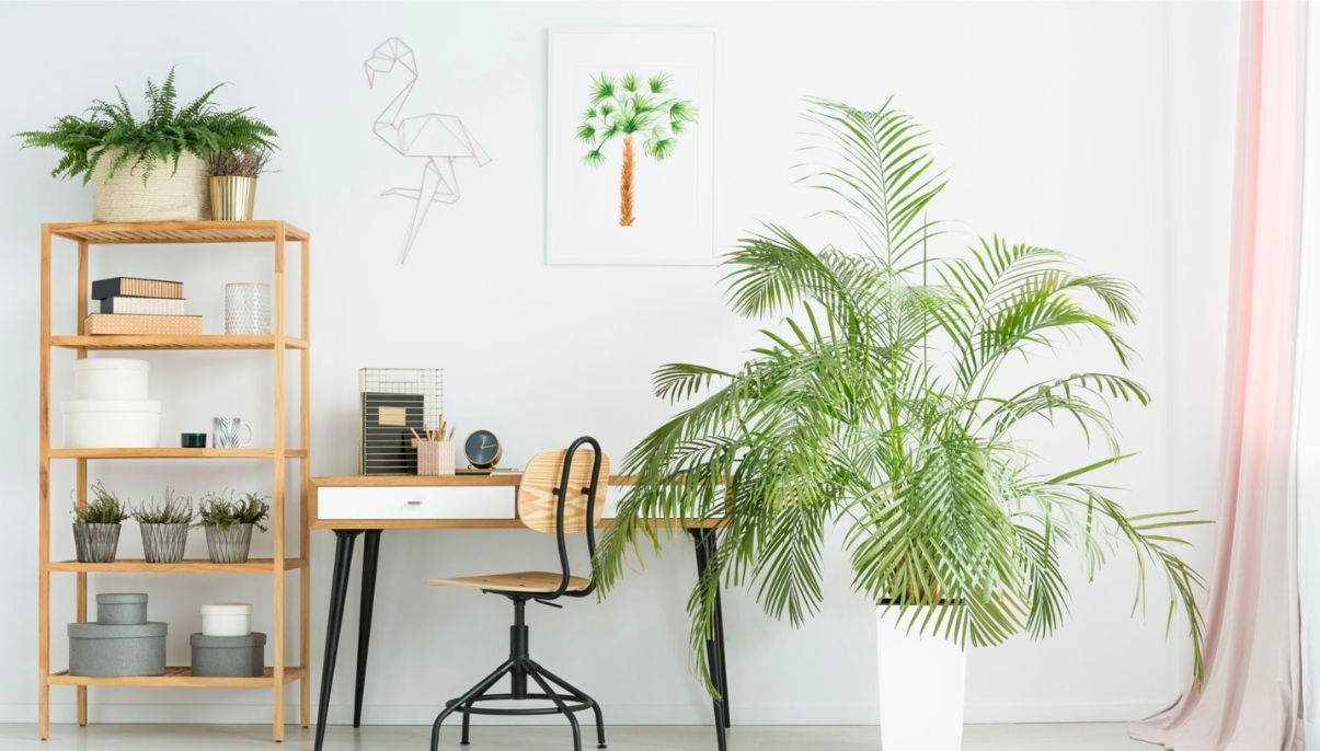 How to Grow and Care for Palm Trees Indoors New York Garden