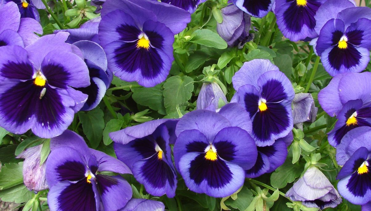 How to Grow and Care for Violas New York Garden