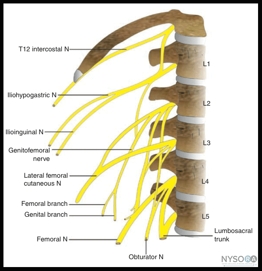 Essentials of Regional Anesthesia Anatomy NYSORA The New York School