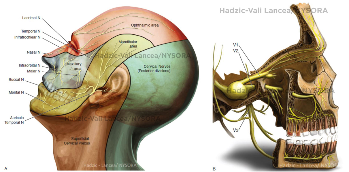 Nerve Blocks of the Face NYSORA The New York School of
