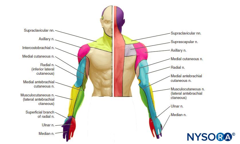 Cutaneous Blocks for the Upper Extremity Landmarks and Nerve