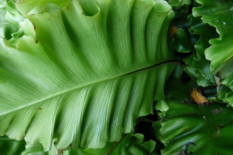 Asplenium scolopendrium Plants Oak Leaf Gardening