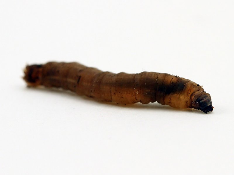 Leatherjackets Tipula paludosa, Tipula olericea, Nephrotoma maculata