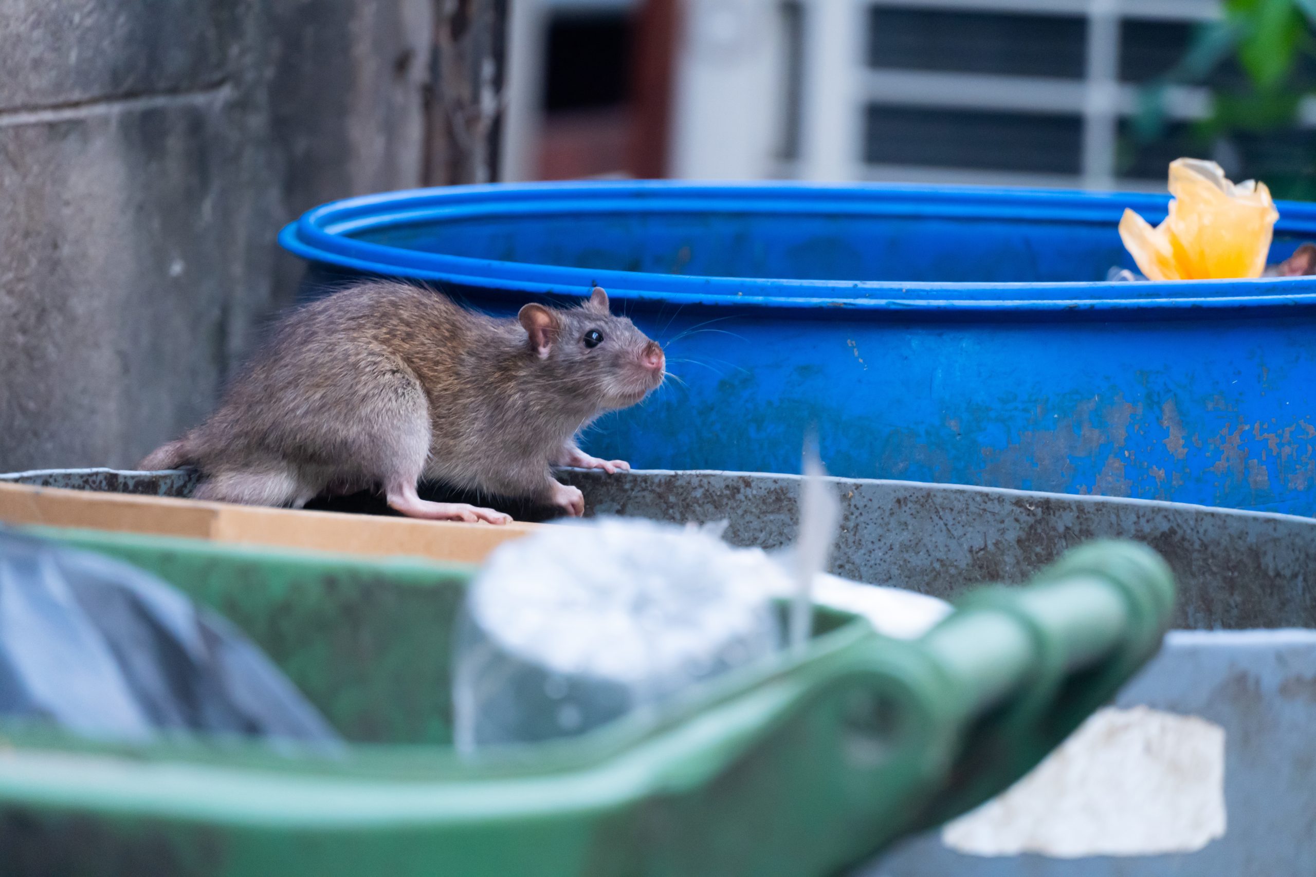 Packs of rats a persistent Oak Park pest Wednesday Journal