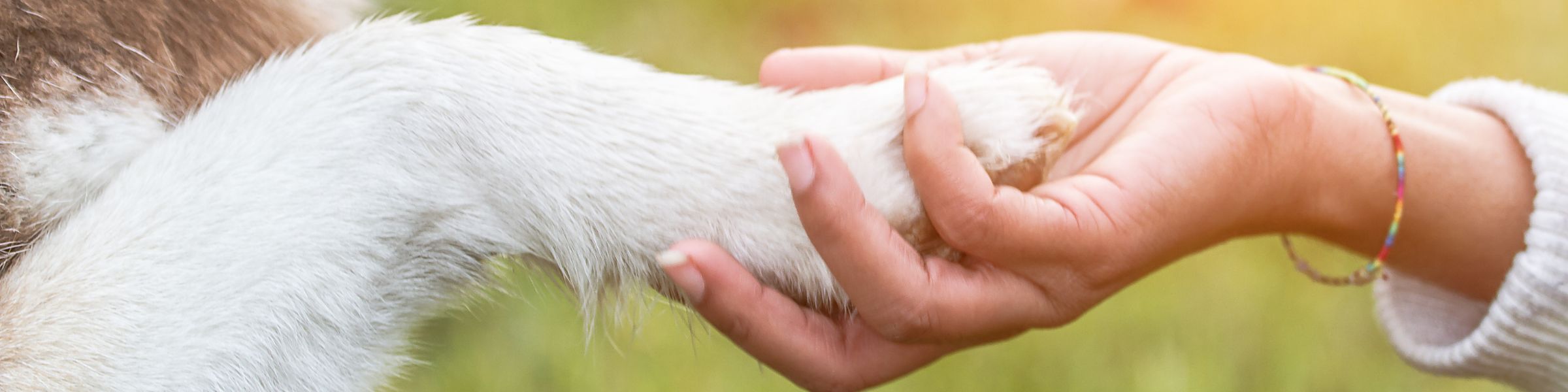 Oak Tree Animals' Charity Cumbria Animal Rescue Helping local