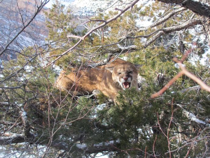 Wyoming Mountain Lion