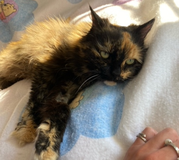 Luna. Charismatic Female Cat, Declawed And Looking For A New Home