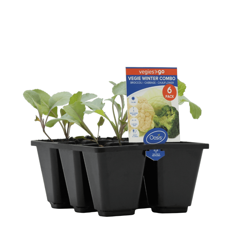 Oasis Horticulture Broccoli Green Dragon