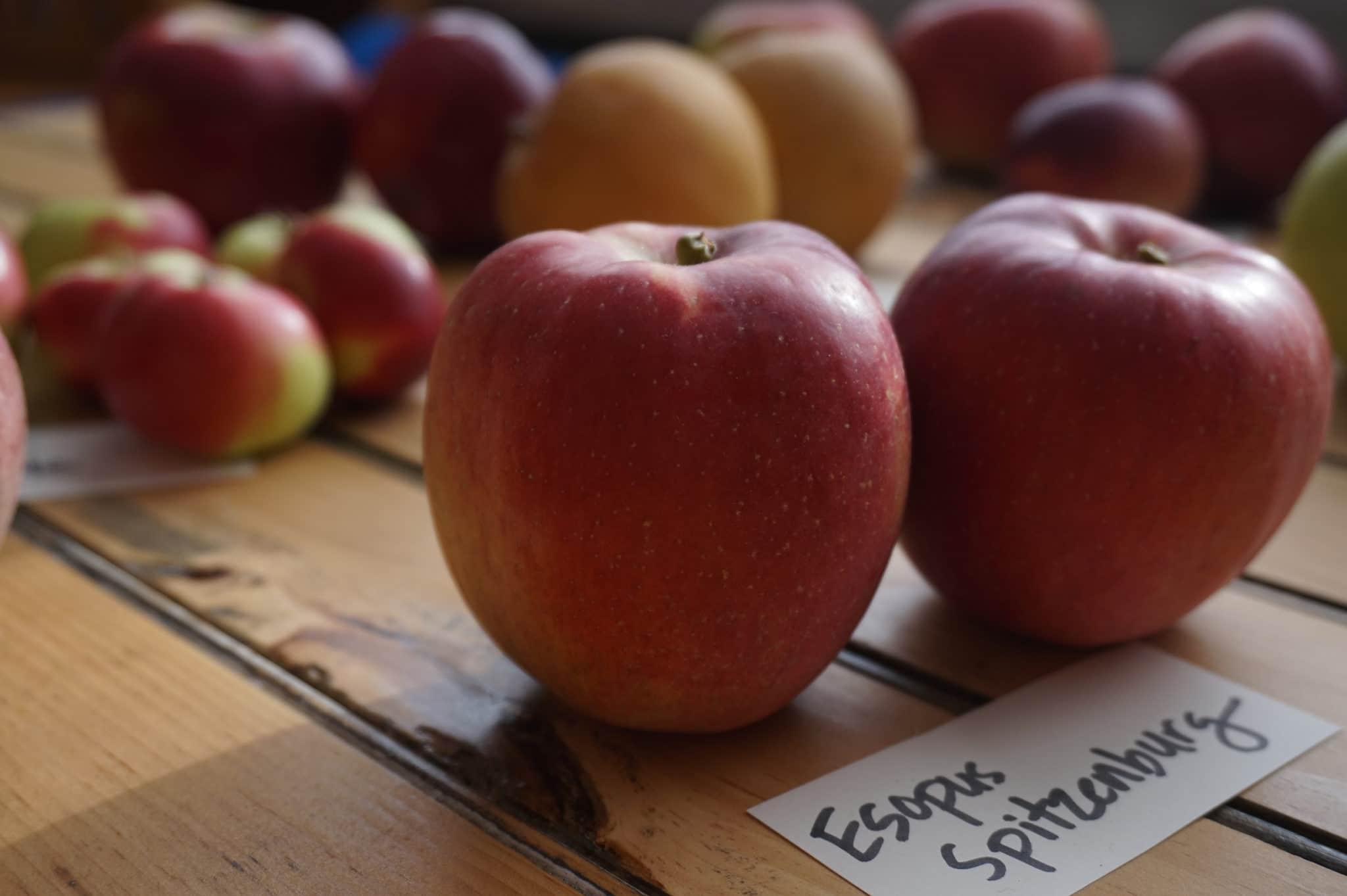 Traveling & Eating Fall Apple Adventures + Apple Walnut Cookies Oat