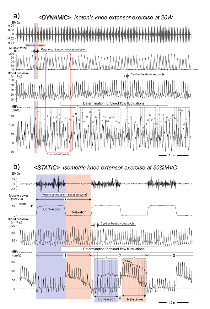 Difference in muscle blood flow fluctuations between