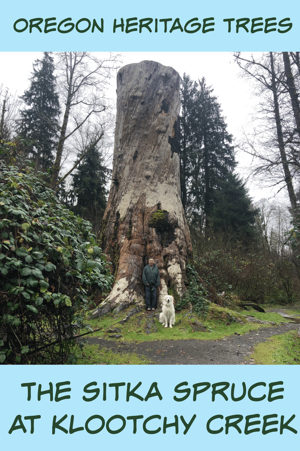 The Sitka Spruce at Klootchy Creek Oregon Heritage Trees
