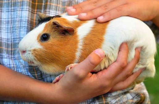 À savoir avant d’adopter un cochon d’Inde Blog animaux