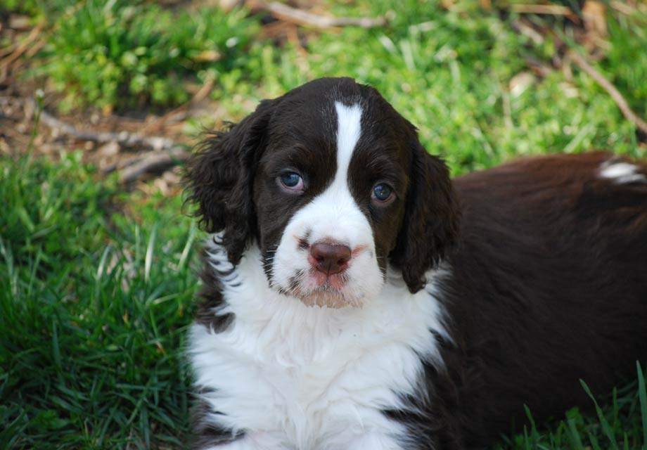 Springer Spaniel Puppies