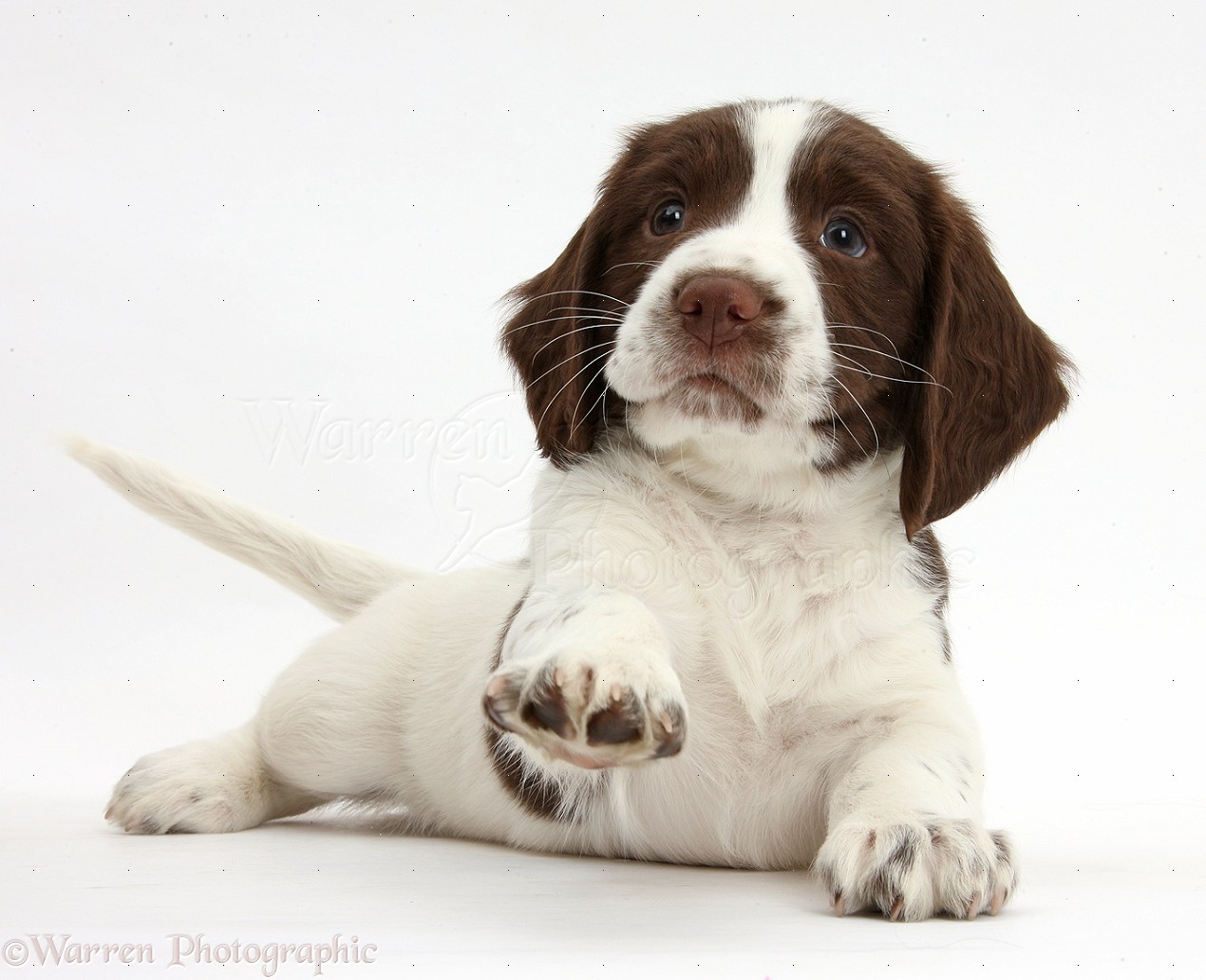 Springer Spaniel Puppies