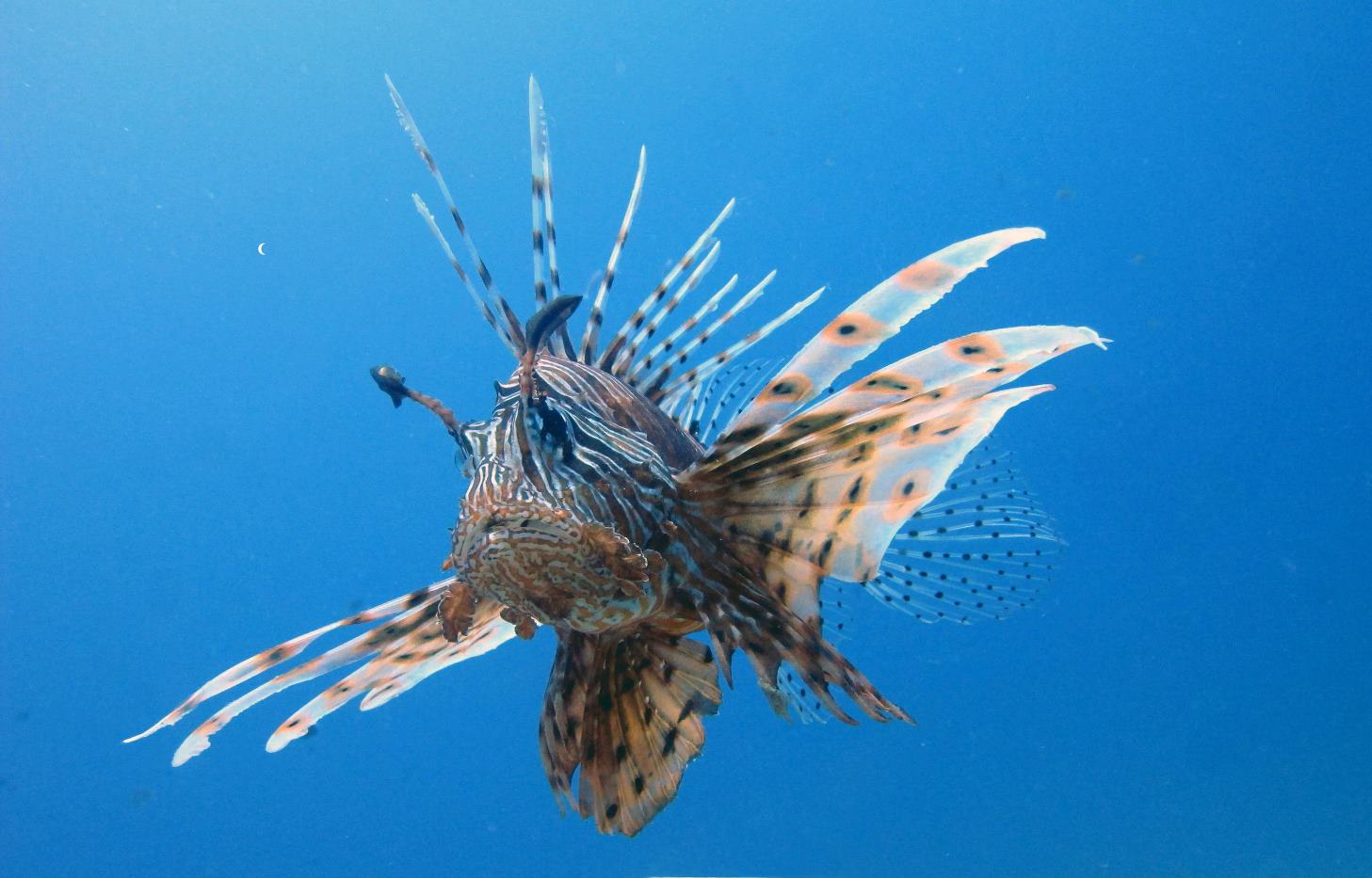 Pesce scorpione, un rischio per i nostri mari · ObjectsMag