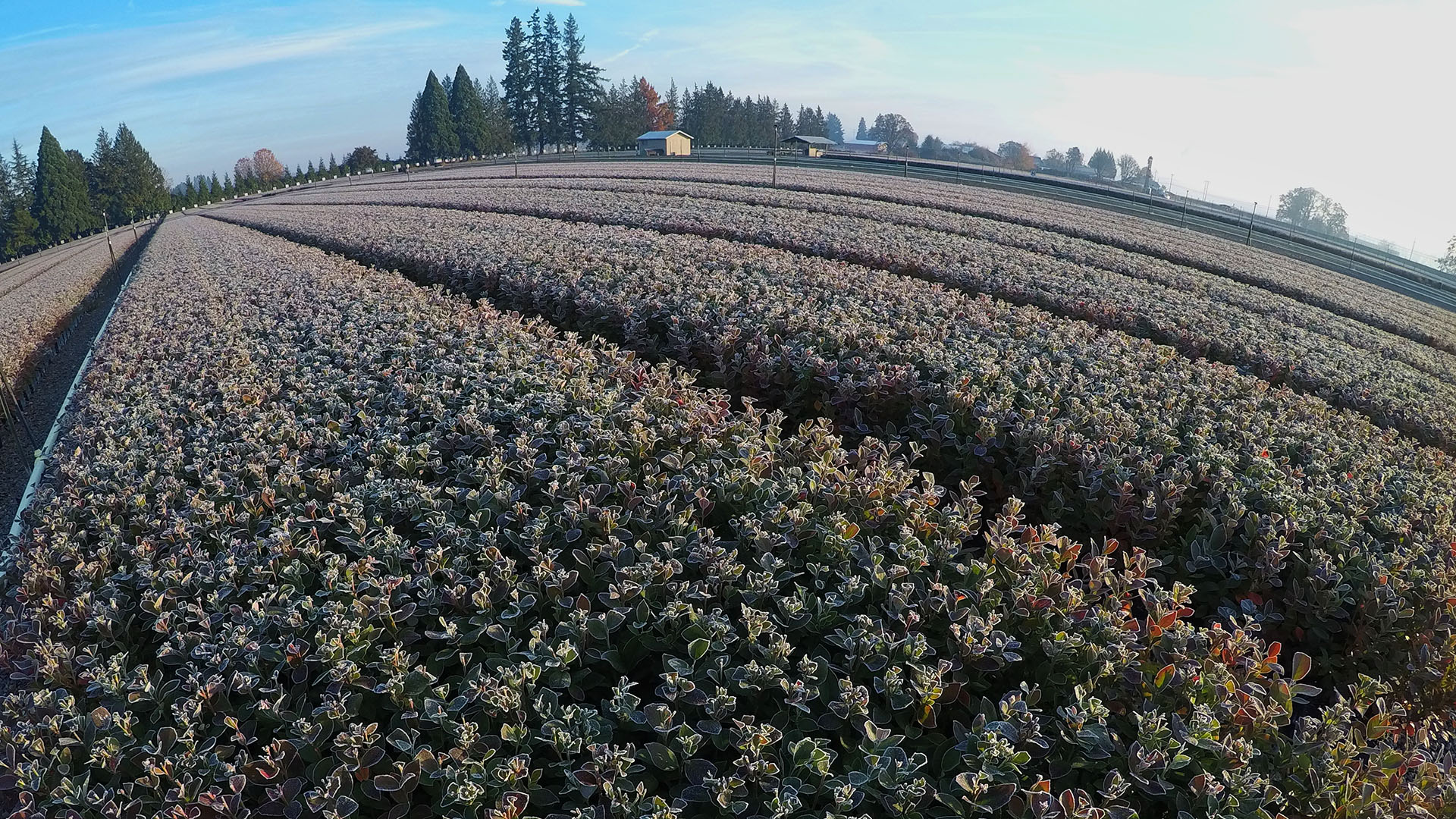 About Us Oregon Blueberry