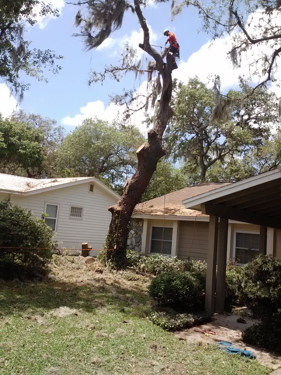 O'Brien's Tree Services Tampa Bay FL