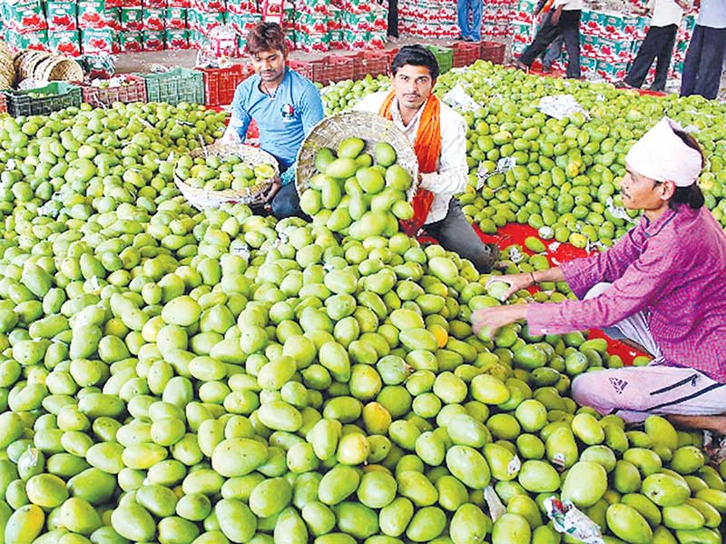 Mango trading make Rajshahi economy vibrant