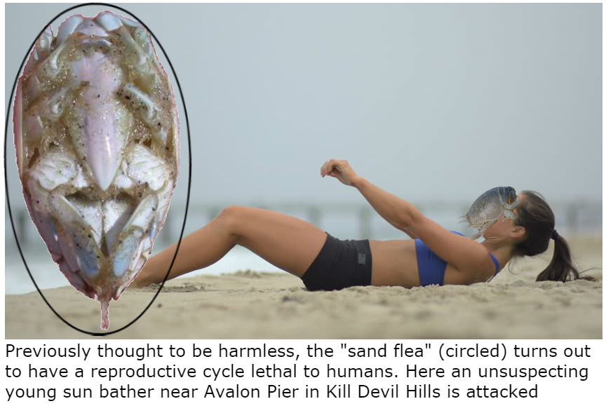 Sand Fleas Bring Deadly Misery To Beach Visitors Obx Report