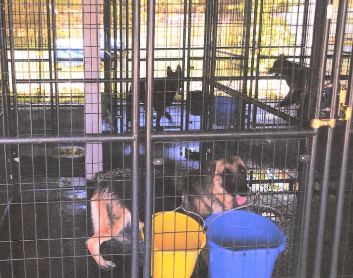 Marion commissioners bless special use permit for Dunnellon dog kennel