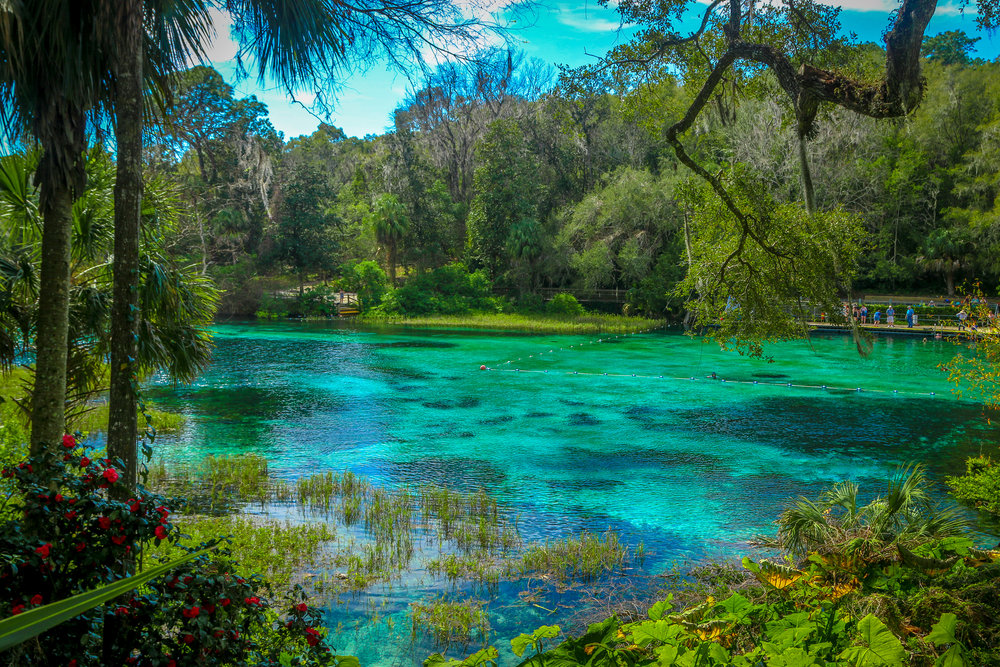 View Of Rainbow Springs State Park