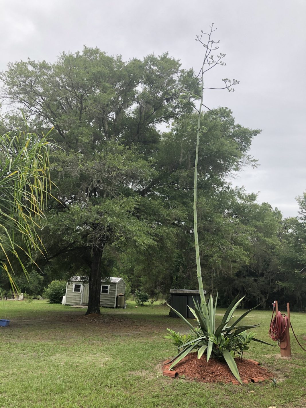 Century Plant In Bloom