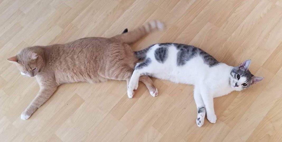 Ocala Post Cat declawing could be banned in Florida