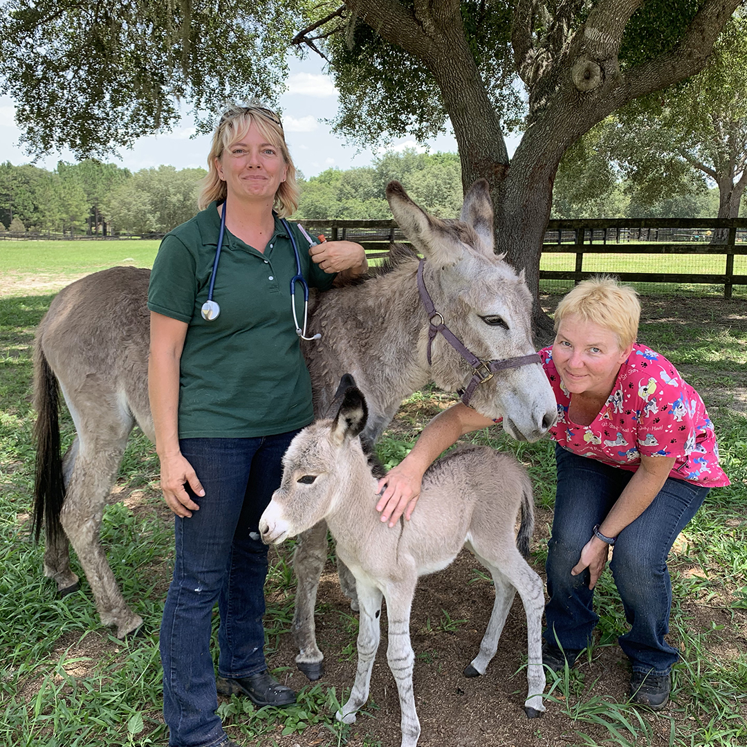 Expert Whole Farm Veterinary Care Ocala Style Magazine