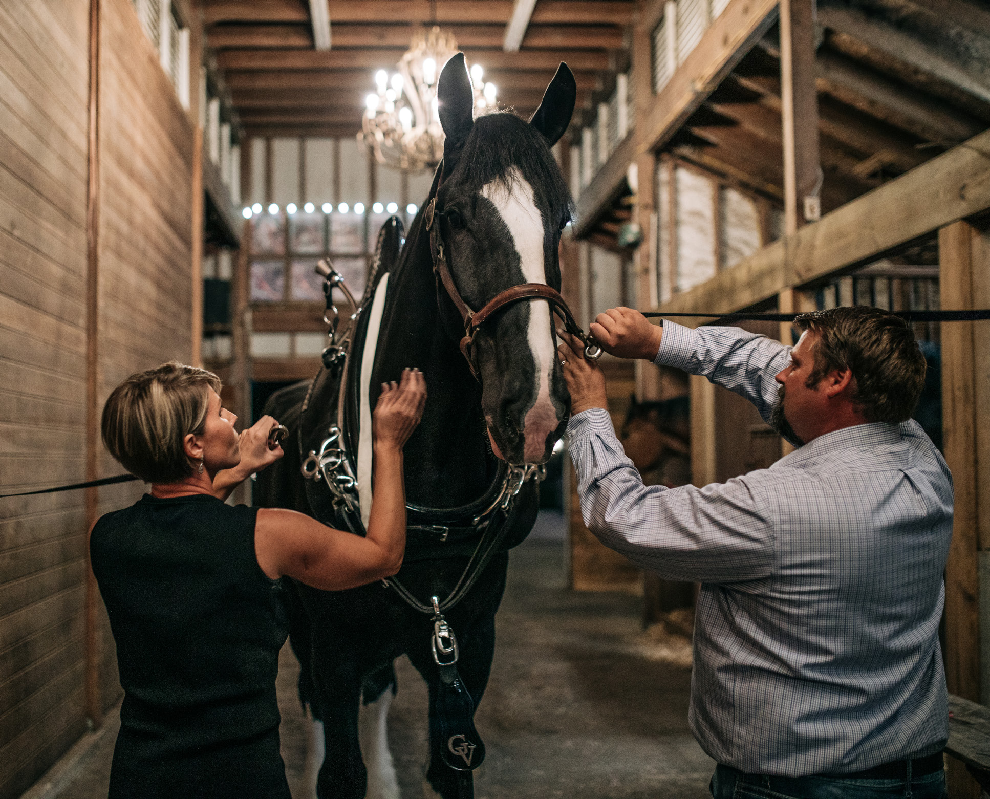 Clydesdales Up Close Ocala Style Magazine