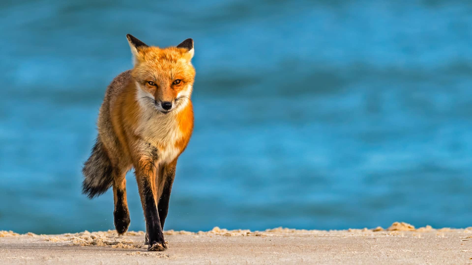 Fox found with shoe collection in Ocean City, MD