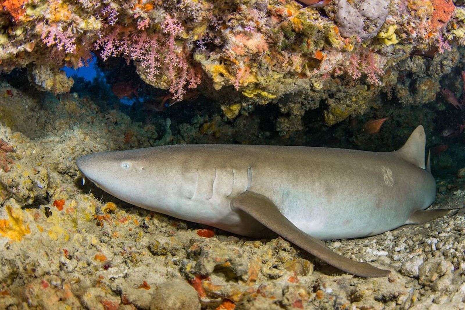 Do fish sleep? Maldives