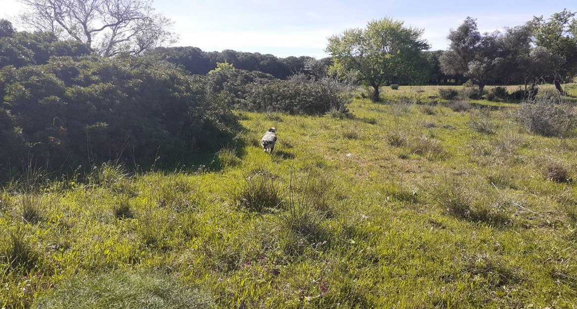 Mixed Land For Sale in Pera PortugalOcean Key Property Portugal