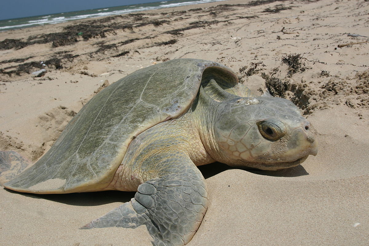 Kemp's Ridley Sea Turtle (Lepidochelys kempii) Worldwide female