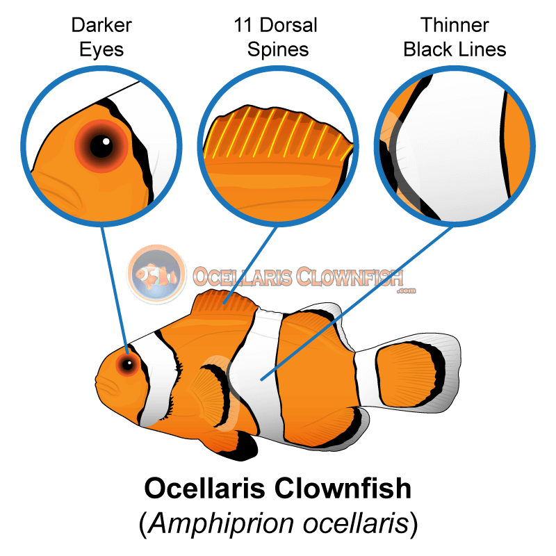 What's the Difference Between Ocellaris Clownfish and Percula Clownfish?