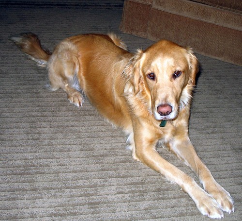 Photos Ozaukee County House and Pet Sitters