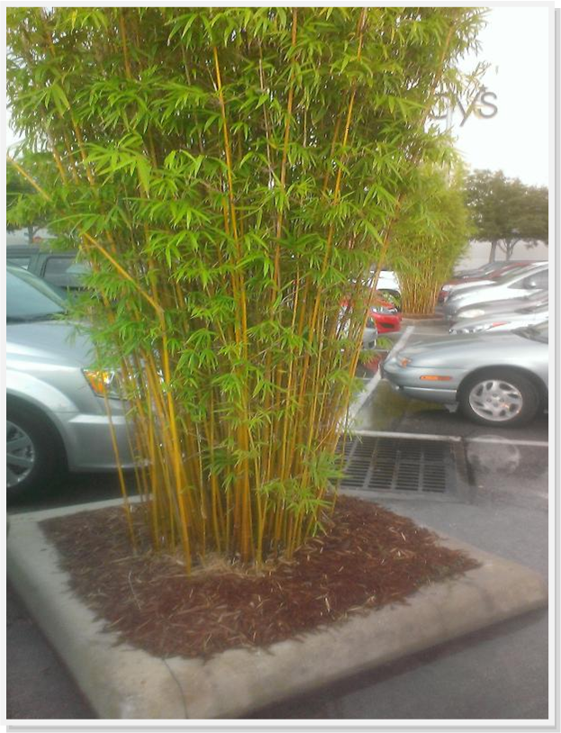 Bamboo Plants For Sale * Why to buy Graceful Bamboo for privacy*