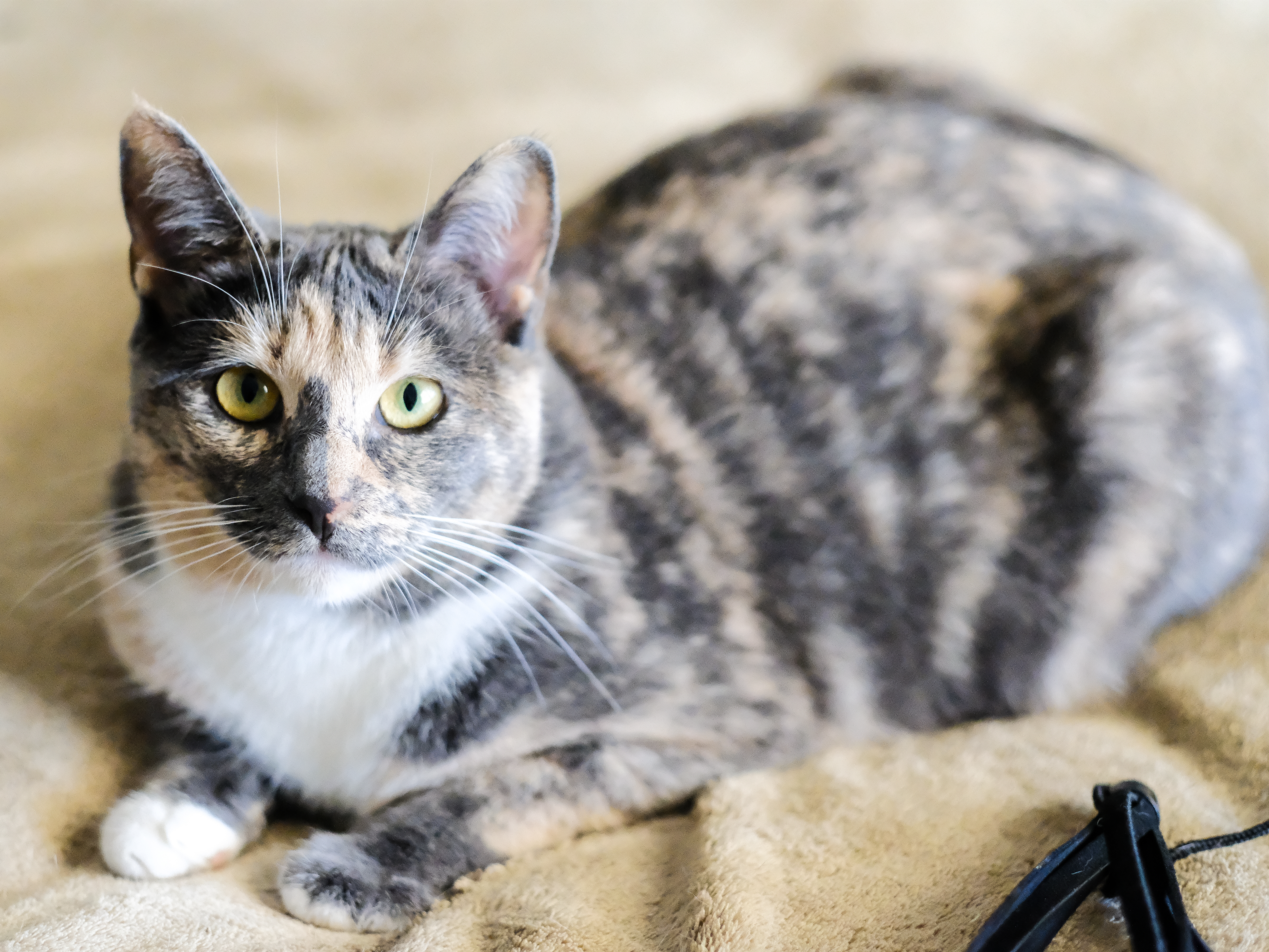 Tortoiseshell Cat For Adoption Near Me
