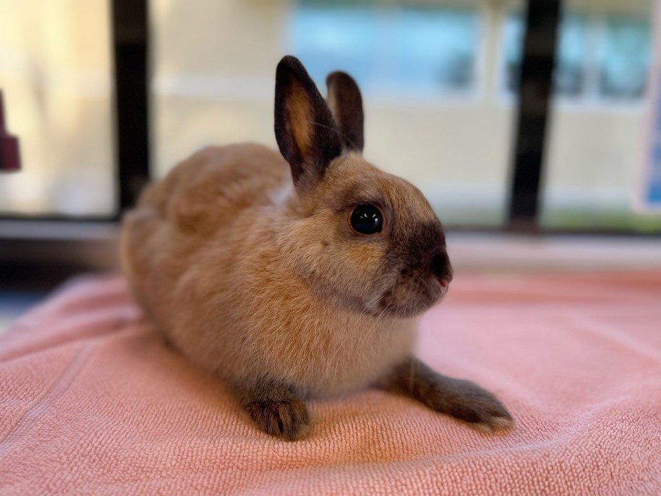 Who can resist cute bunnies Cinnamon and Aspen? Orange County Register