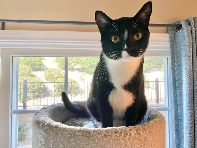 Chester is a curious cat who loves to explore Orange County Register