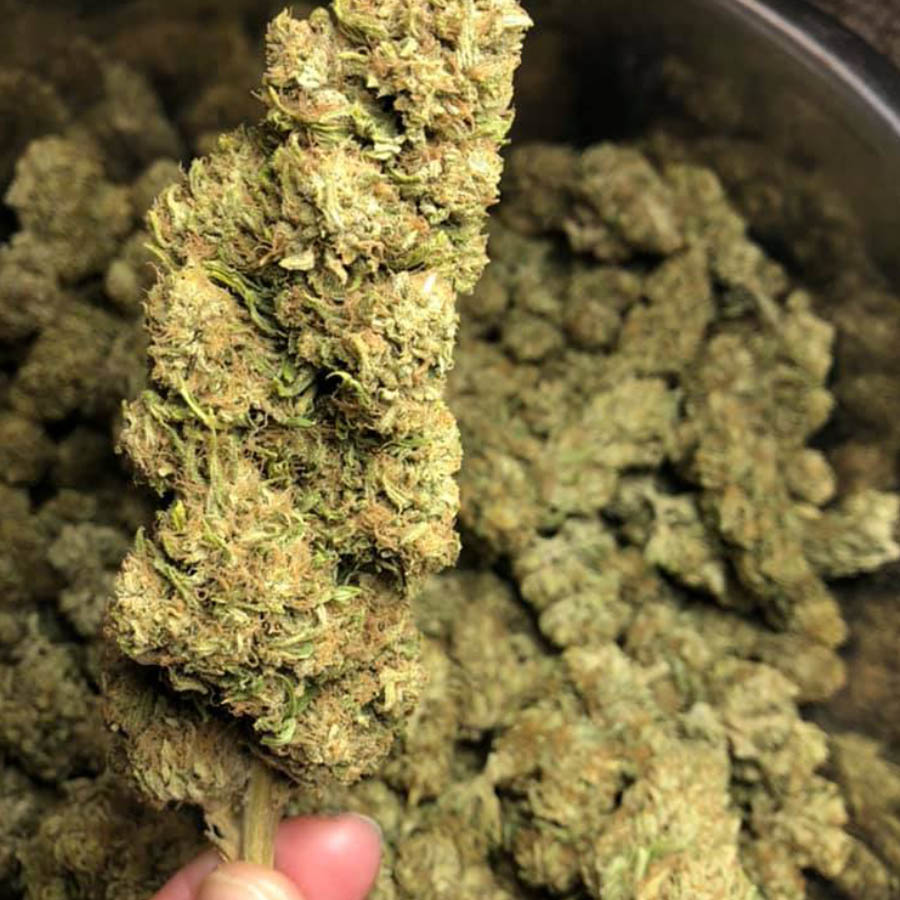 Wholesale CBG Flower OC Wellness Solutions Farm Direct