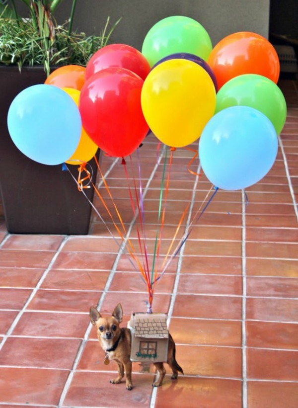 13 Awesome Homemade Halloween Pet Costumes pets, costumes, halloween