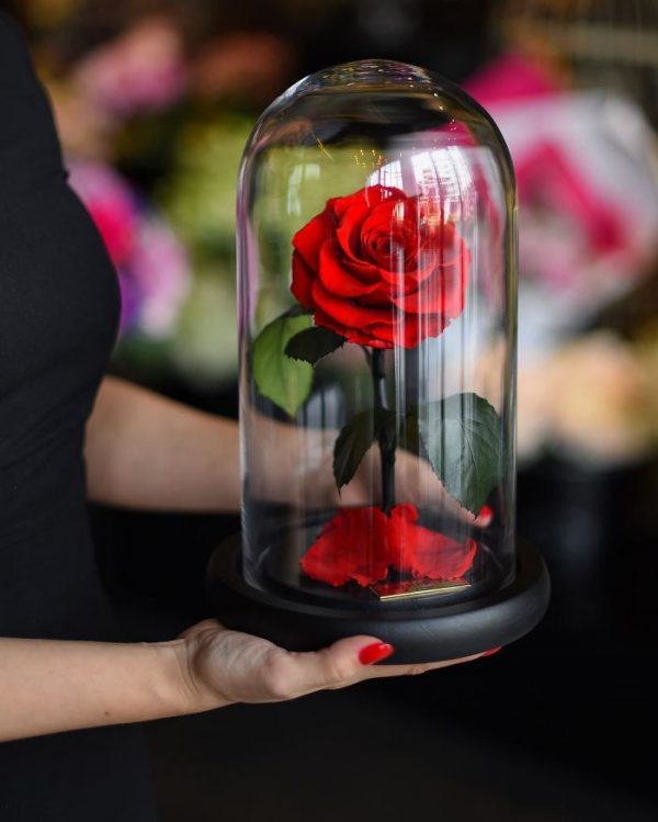 Real "Beauty and the Beast" Rose Allegedly Lasts Forever