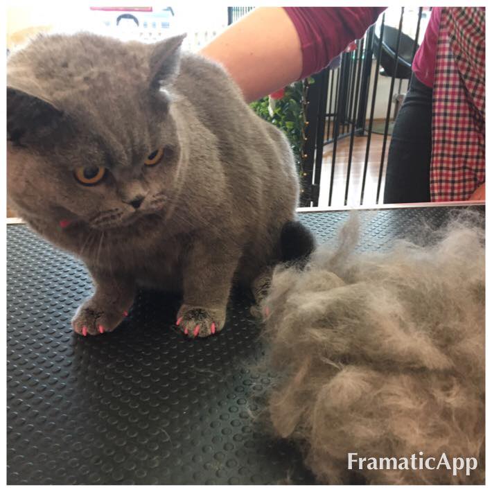 Australian Pet Groomer Creates Fake Nails for Cats